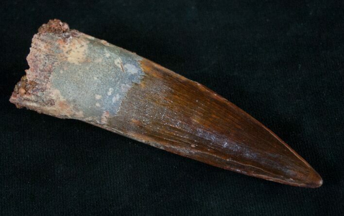 Top Quality Spinosaurus Tooth #9065
